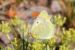 Colias chlorocoma butterfly , butterflies of Iran