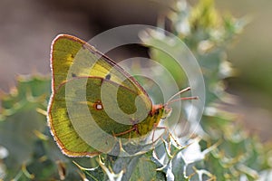 Colias chlorocoma butterfly , butterflies of Iran