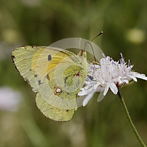 Colias crocea, Dark Clouded Yellow, Common Clouded Yellow butterfly from France