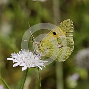 Colias crocea, Dark Clouded Yellow, Common Clouded Yellow