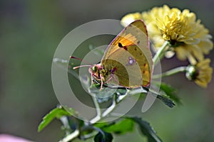 Colias croceus on the chrysanthemum photo