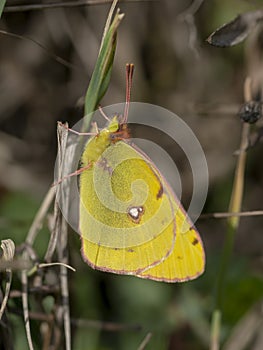 Colias croceus, Clouded yellow butterfly photo