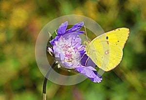 Colias croceus , clouded yellow butterfly photo