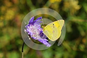 Colias croceus , clouded yellow butterfly on purple pincushion flower photo