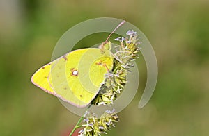 Colias croceus , clouded yellow butterfly on flower photo