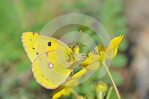 Colias croceus , clouded yellow butterfly on flower photo