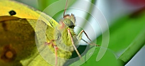 Colias croceus, clouded yellow, yellow butterfly photo