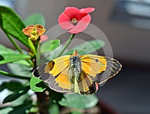 Colias croceus, clouded yellow, yellow butterfly photo