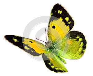 Colias croceus in flight photo