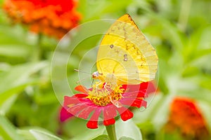 Colias erate butterfly on a mexican sunflower