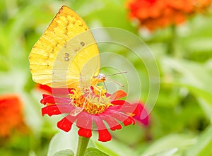 Colias erate butterfly on a mexican sunflower