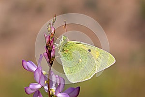 Colias hofmannorum butterfly , butterflies of Iran