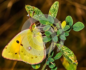 Colias hyale, the pale clouded yellow, is a butterfly of the family Pieridae