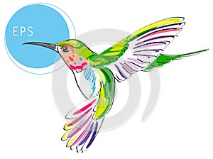 Colibri Bird. Bright vector illustration of exotic flying humming bird isolated on white background