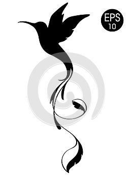 Colibri Bird silhouette. Black vector illustration of exotic flying hummingbird isolated on white background