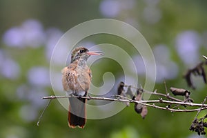 Colibri de Vientre Rufo Amazilia amazilia photo
