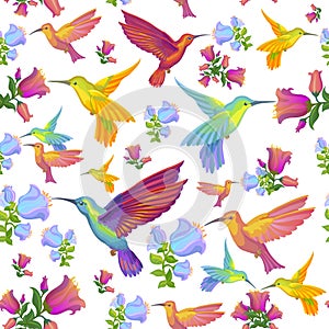 Colibri - humming-birds pattern background