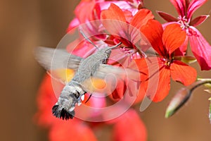 Colibri moth feeding while flying