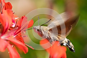 Colibri moth feeding while flying