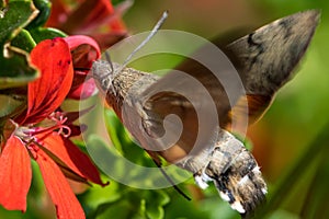 Colibri moth feeding while flying