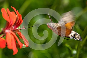 Colibri moth feeding while flying