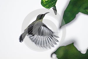 The colibri Nectarinia jugularis flying