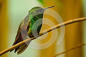 Colibri posing for photography, standing on a branch Trochilidae photo