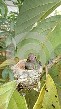 ColibrÃÂ­ photo