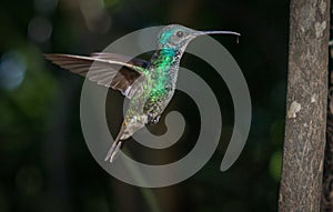 ColibrÃÂ­es Venezolanos photo