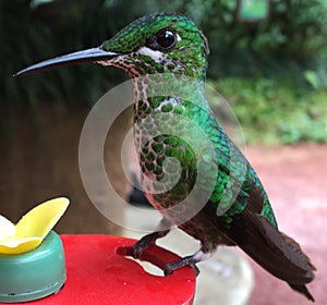 ColibrÃ­, hummingbird