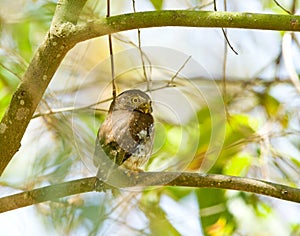 Colimadwerguil, Colima Pygmy-Owl, Glaucidium palmarum photo