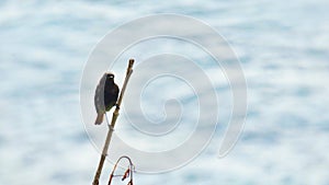 Colirrojo tizon Black redstart in a branch with the sea photo