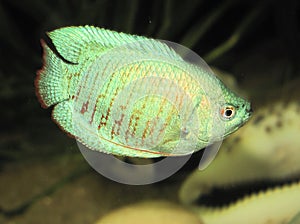 Colisa lalia( dwarf gourami)