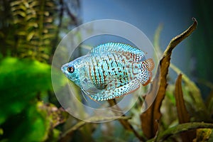 colisa lalia, Dwarf gourami