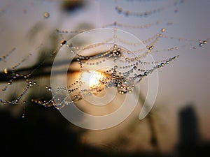Collaboration of Dew, Spider web and morning sun