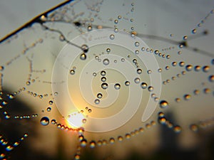 Collaboration of Dew, Spider web and morning sun