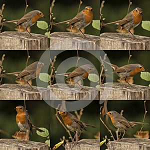 Collage with 9 photos of a robin specimen photographed in Spain