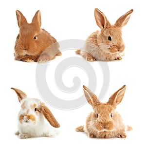 Collage with adorable fluffy bunnies on background. Baby animals