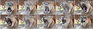 A Collage of an African Female Zoo Lion Yawning