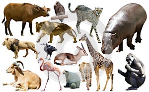 Collage with African mammals and birds