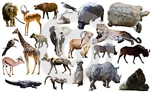 Collage with African mammals and birds