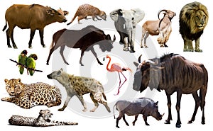 Collage with African mammals and birds