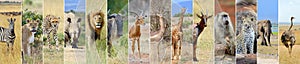 Collage of african wildlife animal