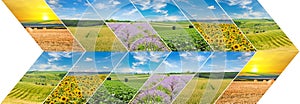 collage of agricultural fields. Wide photo