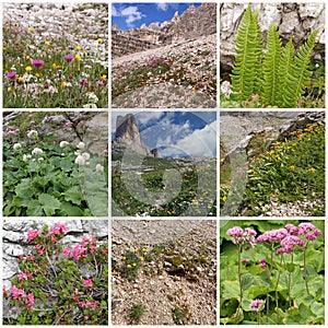 Collage with alpine flowers