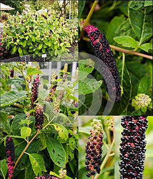 Collage of American pokeweed plant in different