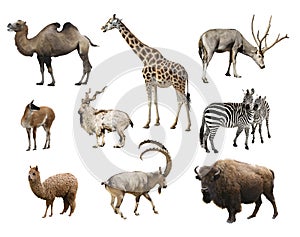 A collage of animals mammals artiodactyla photo