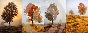 Collage Of Autumn Backgrounds