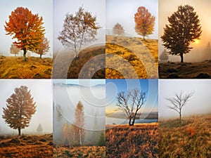 Collage Of Autumn Backgrounds