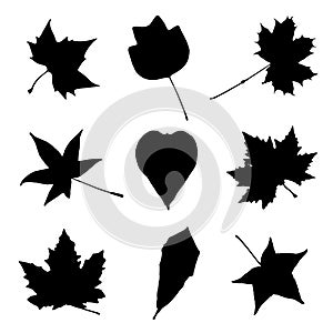 Collage of autumn leaves, black and white vector graphic